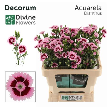 Di Fiorino Acuarela