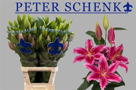 Li Or Peter Schenk 6+