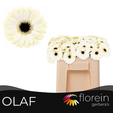 Ge Mi Olaf