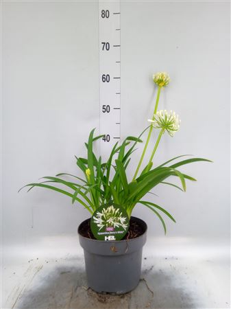 Agapanthus 'henrys White'