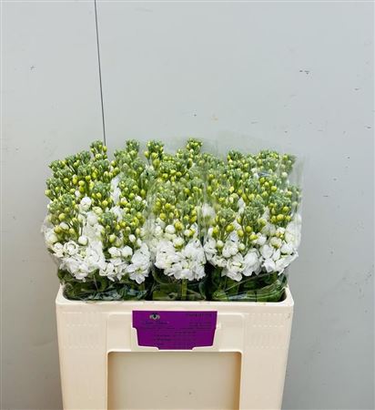 Matth Centum White
