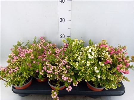 Gaultheria Mucronata . Mix Tray.