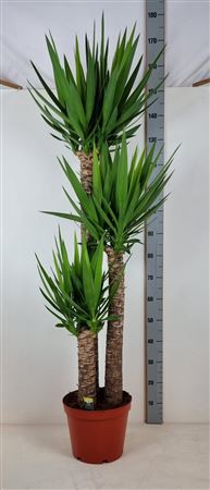 Yuc Elephantipes