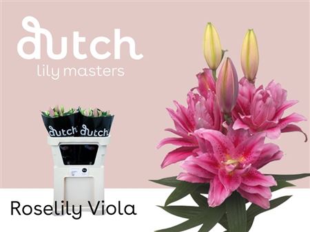 Li Or Du Rl Viola 4+