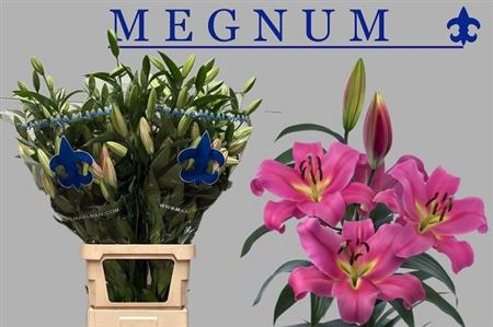 Li Ot Megnum 7+ Extra