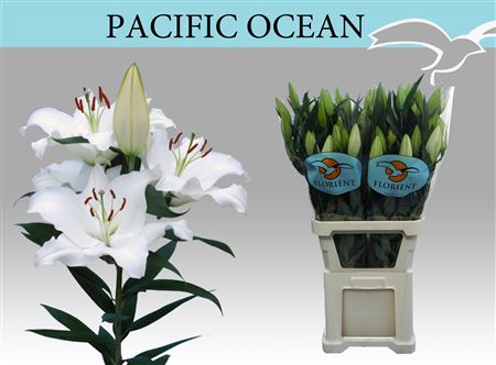 Li Or Pacific Ocean 6+