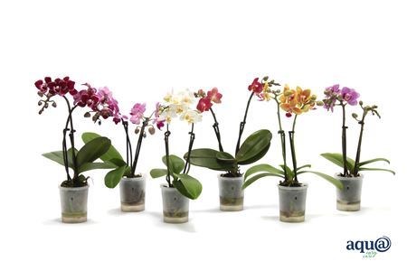 Phal Mini
