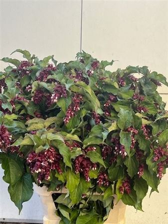 Leycesteria Formosa