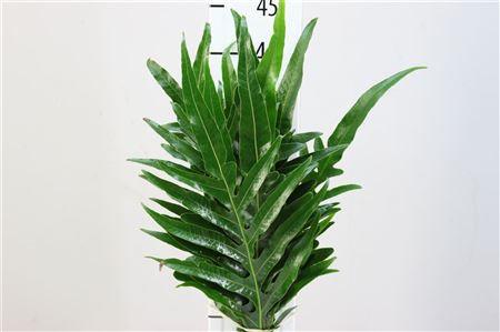 Agloamorpha 50