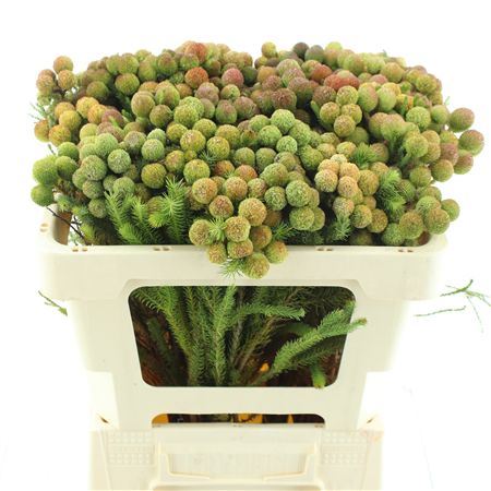 Kaaps Berzelia Galpinii Ruby