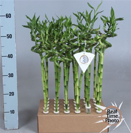 Dra Lucky Bamboo