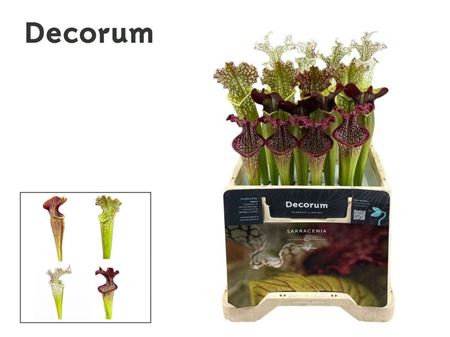 Sarracenia Overig