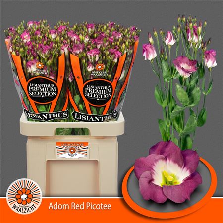 Eus E Adom Red Pico
