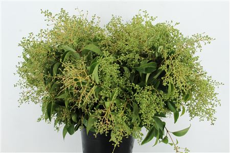 Ligu Vulgare
