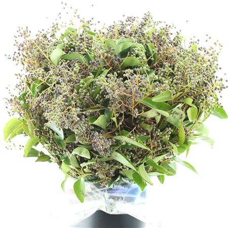 Ligustrus Berry Green