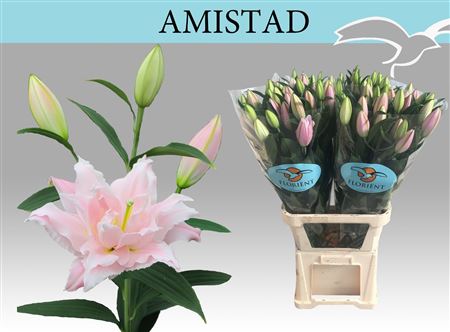 Li Or Du Amistad
