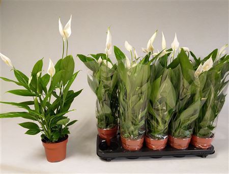 Spath Alana 3+