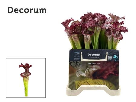 Sarracenia Overig
