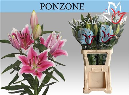 Li Or Ponzone 6+
