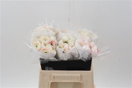 Ran Cloni Hanoi 40 Cm
