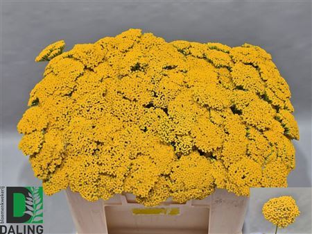 Achillea F Park Variety