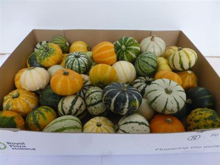 Cucurbita (kalebas)
