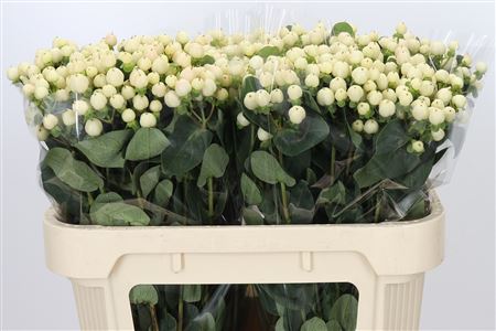 Hypericum Cool Romance