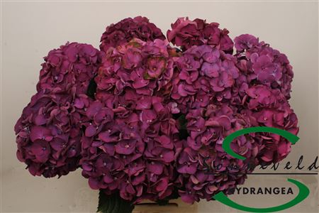 Hydr Exclusief Aubergine