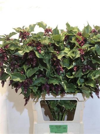 Leycesteria F Purple Rain