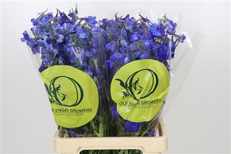 Delphinium Oriental Blue