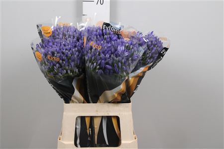 Agap Eyfori Blue
