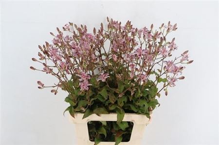 Tricyrtis