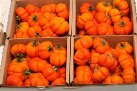 Sier Cuc Solanum Orange X4