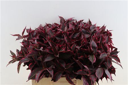 Weigelia Rood Opgetrokken