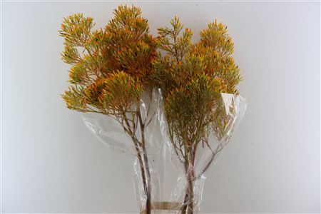 Bromelia Xxl Yellow Brasil