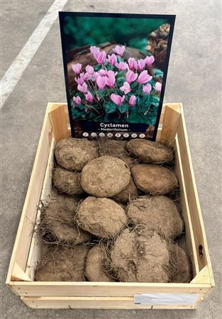 Cyclaam Hederifolium Knol 35+