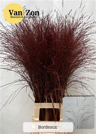 Siergras Panicum Kbh Bordeaux P Stem