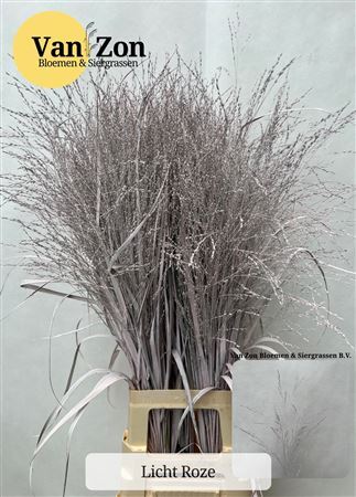 Siergras Panicum Kbh Licht Pink P Stem