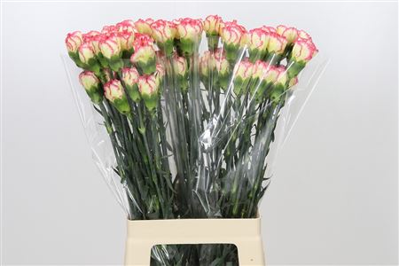 Dianthus St Conference