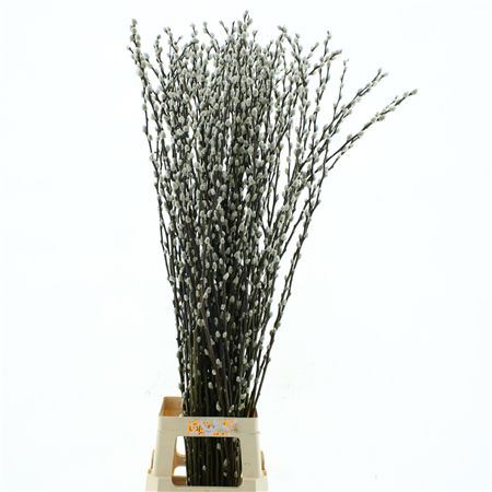 Salix Caprea 'snow Flake' (ch) Fresh!