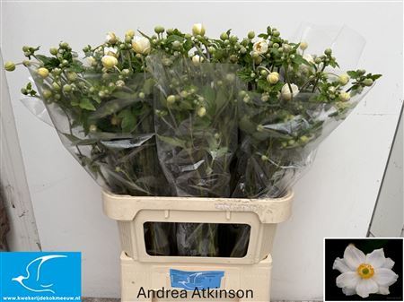 Anemone White