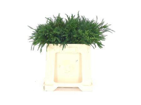 Conifeer Cryptomeria