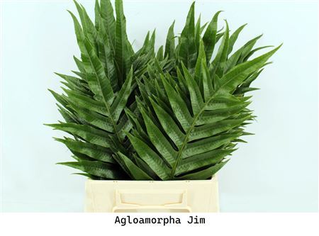 Agloamorpha Jim 50cm
