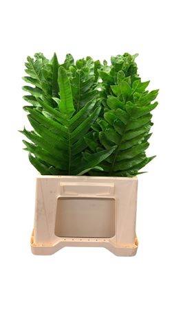 Agloamorpha 50