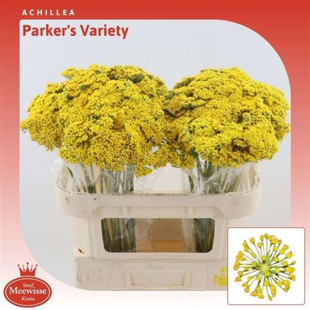 Achil F Park Variety