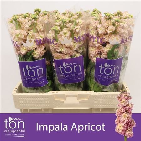 Matth Impala Apricot