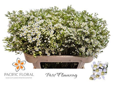 Chame Denmark Pearl