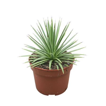 Agave Stricta 'nana' .