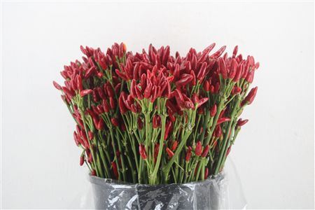Pepers Paprika Rood Pbs