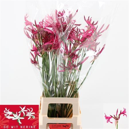 Nerine Bo Sanne